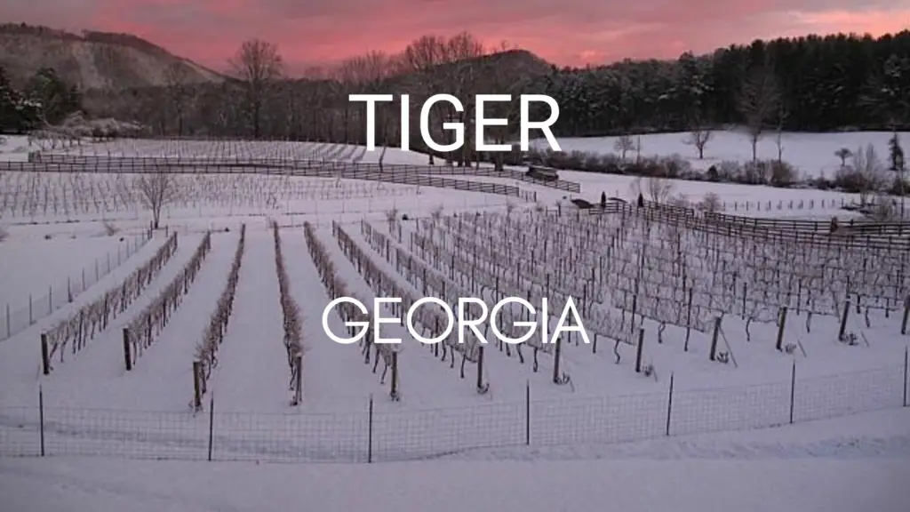 Very Small Towns in Georgia - Tiger